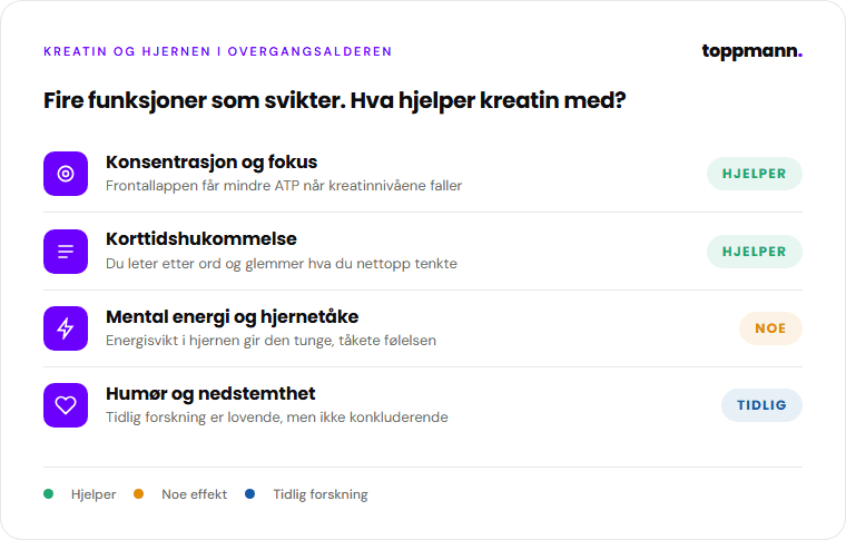 Infografikk over kognitive effekter av kreatin i overgangsalderen: konsentrasjon, hukommelse, hjernetåke og humør med verdikt for hver