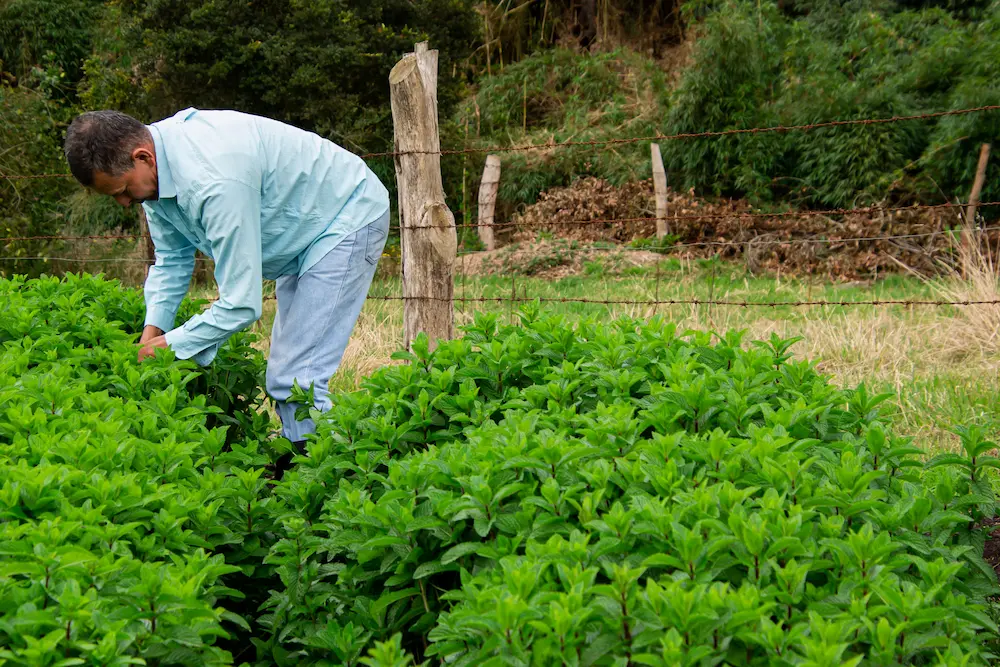 Ashwagandha min erfaring: bilde av en bonde som plukker ashwaganda røtter