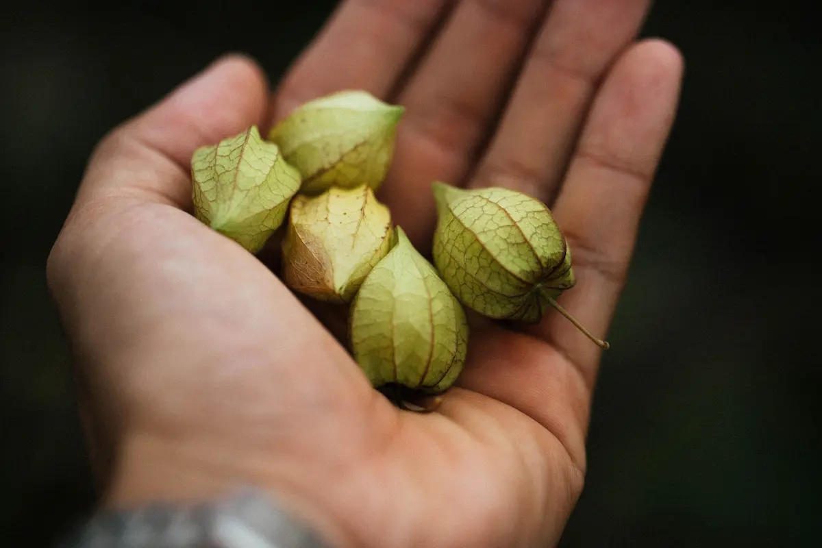 Ashwagandha dosering: friske-gronne-tomatillos